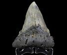 Fossil Megalodon Tooth - Pathological Tooth #65798-2